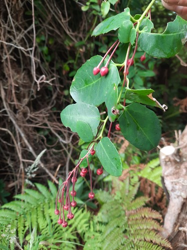chilean coral vine (Berberidopsis corallina)