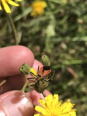 Gminatus australis
