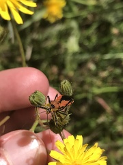 Gminatus australis
