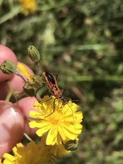 Gminatus australis