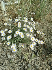 Erigeron filifolius