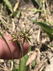 Juncus homalocaulis
