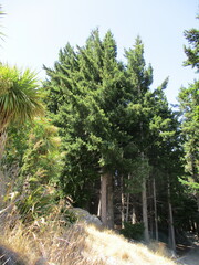 Pseudotsuga menziesii