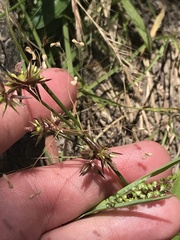 Juncus homalocaulis
