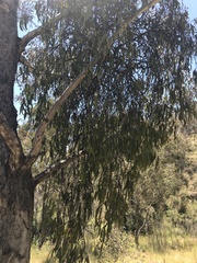 Amyema miquelii