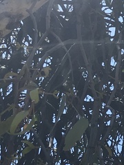 Amyema miquelii