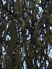 Amyema miquelii