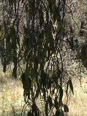 Amyema miquelii