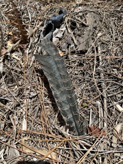 Centropus phasianinus