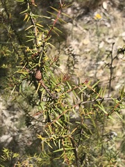 Acacia ulicifolia