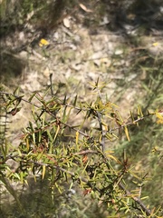 Acacia ulicifolia