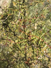 Acacia ulicifolia