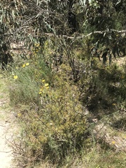 Acacia ulicifolia