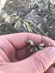 Rytidosperma carphoides