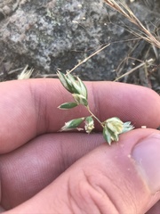 Rytidosperma carphoides