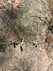 Rytidosperma carphoides