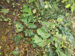 Heracleum sosnowskyi