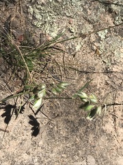 Rytidosperma carphoides