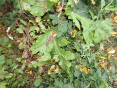 Heracleum sosnowskyi
