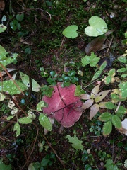 Aureoboletus mirabilis