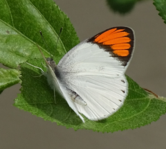 Colotis euippe omphale