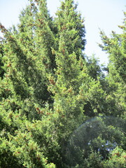 Pseudotsuga menziesii