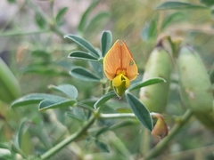 Crotalaria pumila