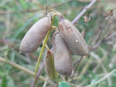 Crotalaria pumila