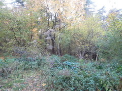 Heracleum sosnowskyi