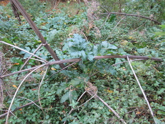 Heracleum sosnowskyi
