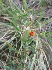 Crotalaria pumila