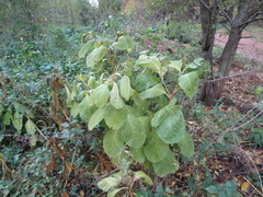 Phytolacca acinosa