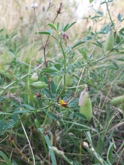 Crotalaria pumila