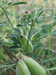 Crotalaria pumila