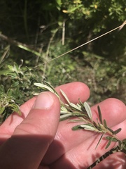 Pomaderris angustifolia