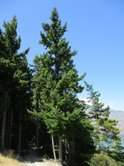Pseudotsuga menziesii