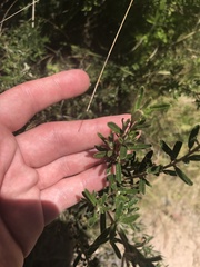 Pomaderris angustifolia