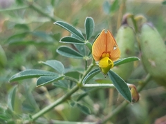 Crotalaria pumila