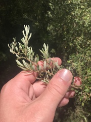 Pomaderris angustifolia