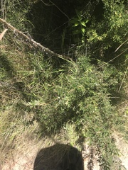 Pomaderris angustifolia