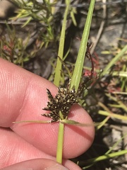 Cyperus sanguinolentus