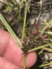 Cyperus sanguinolentus