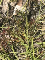 Cyperus sanguinolentus