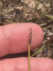 Eleocharis atricha