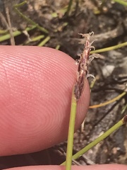 Eleocharis atricha