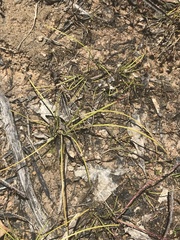 Eleocharis atricha