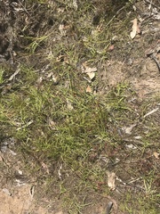 Eleocharis atricha