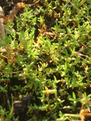 Crassula aquatica