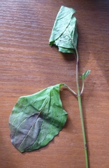 Cornus sanguinea australis