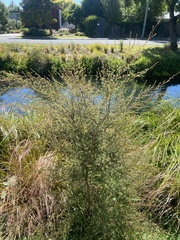 Kunzea ericoides